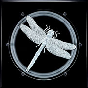 DRAGONFLY 12 INCH ROUND WITH BACK