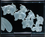 Phalaenopsis, standard white