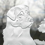 Anatolian Shepherd Show Awards Anatolian Shepherd Show Awards