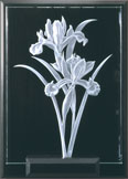 1/2 inch carved glass Irises with black background