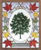SUGAR MAPLE/ACER SACHARUM