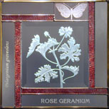 ROSE GERANIUM