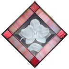 Phalaenopsis
