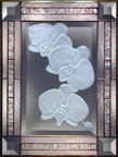 Phalaenopsis, striped