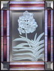 Vanda sanderiana