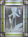 Paphiopedilum maudiae