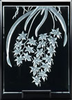 Aerangis leutea-alba
