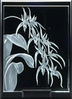 Brassia