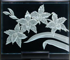 Odontoglossum crispum