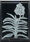 Vanda sanderiana
